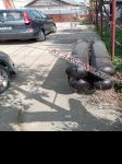 продам  Комплектующие двигатели и их запчасти в пмр  фото 3