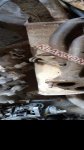 продам Audi 100 в пмр  фото 1